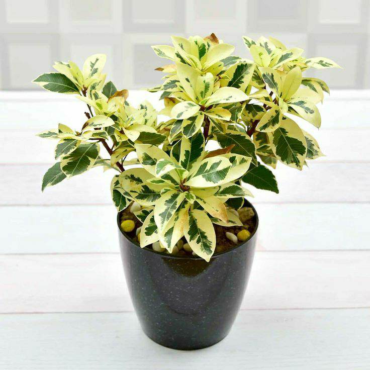 Star Light plant