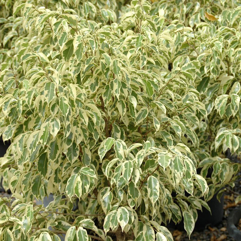 Star Light plant