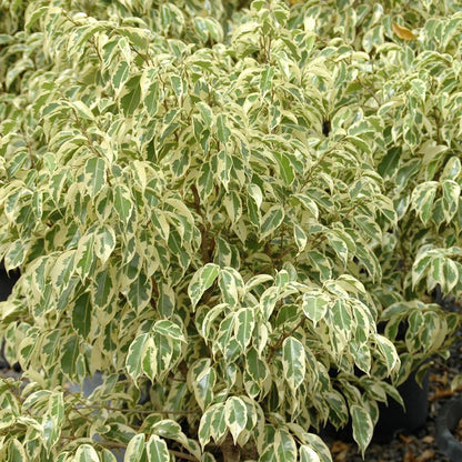 Star Light plant