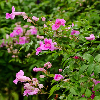St. John’s Creeper(Tecoma creeper)