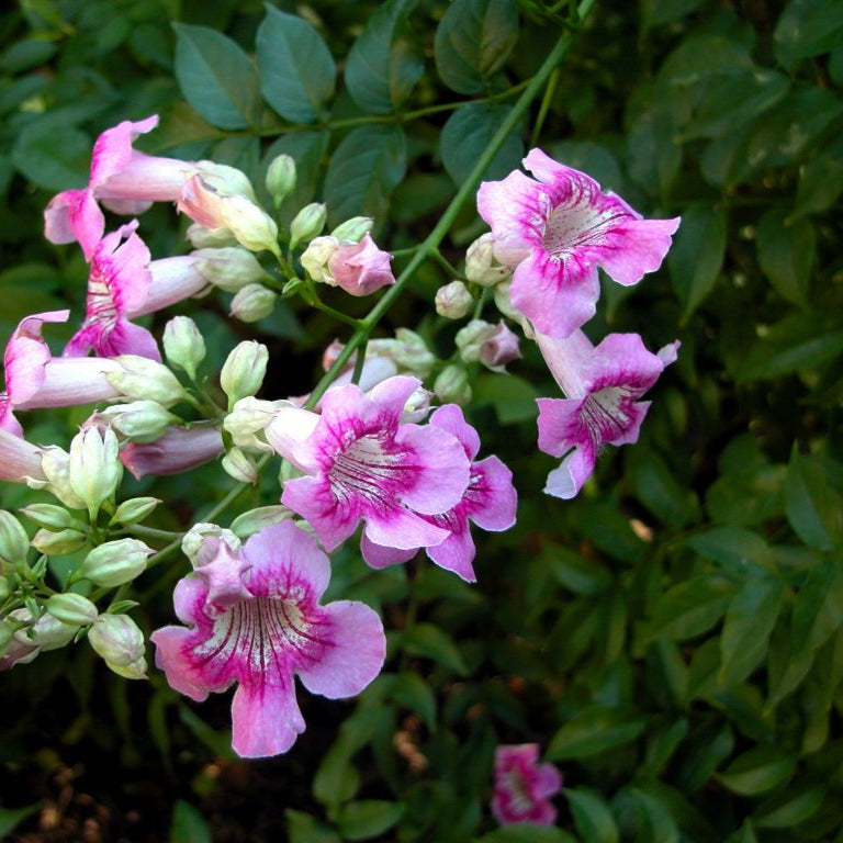 St. John’s Creeper(Tecoma creeper)