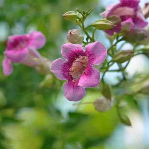 St. John’s Creeper(Tecoma creeper)