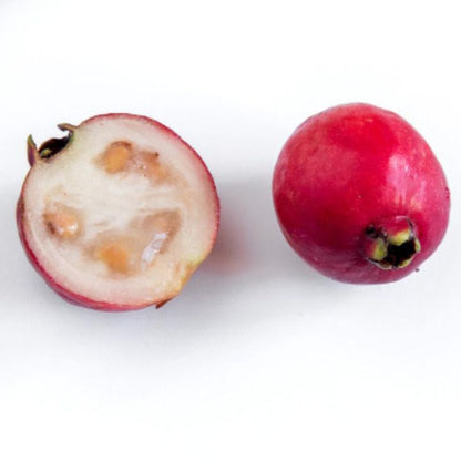Strawberry Guava(Strawberry pera/Munthiri pera)