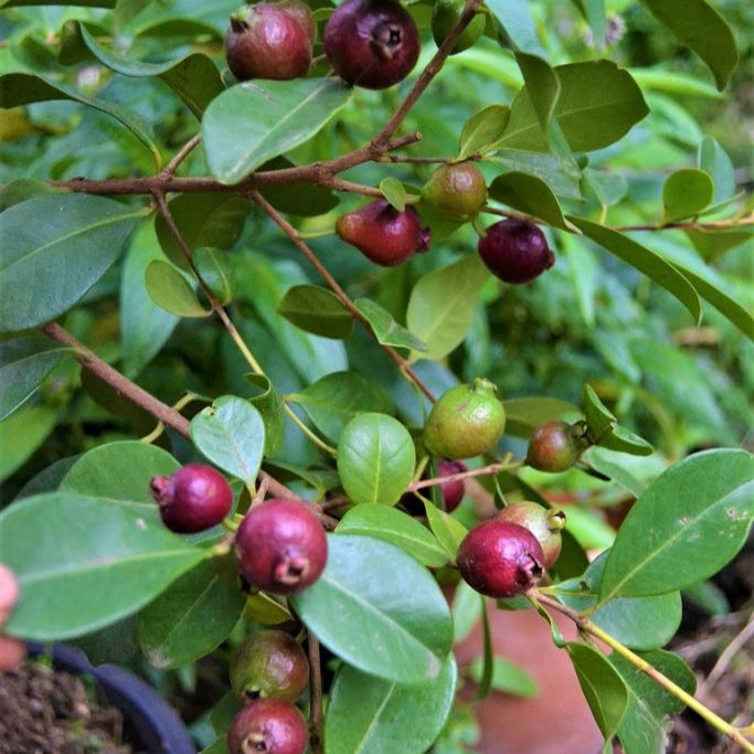 Strawberry Guava(Strawberry pera/Munthiri pera)