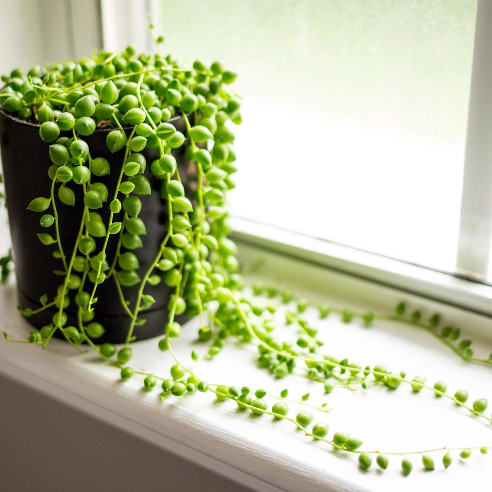 hanging pearl succulent String of Pearls Hanging plant – Wayanadan Touch Garden