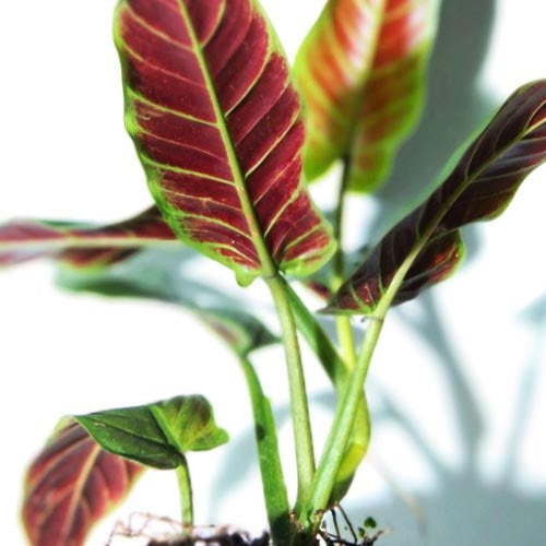 Philodendron Subhastratum Indoor /Semi indoor plant