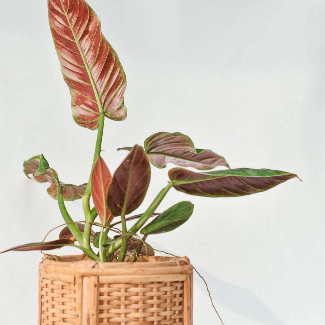 Philodendron Subhastratum Indoor /Semi indoor plant