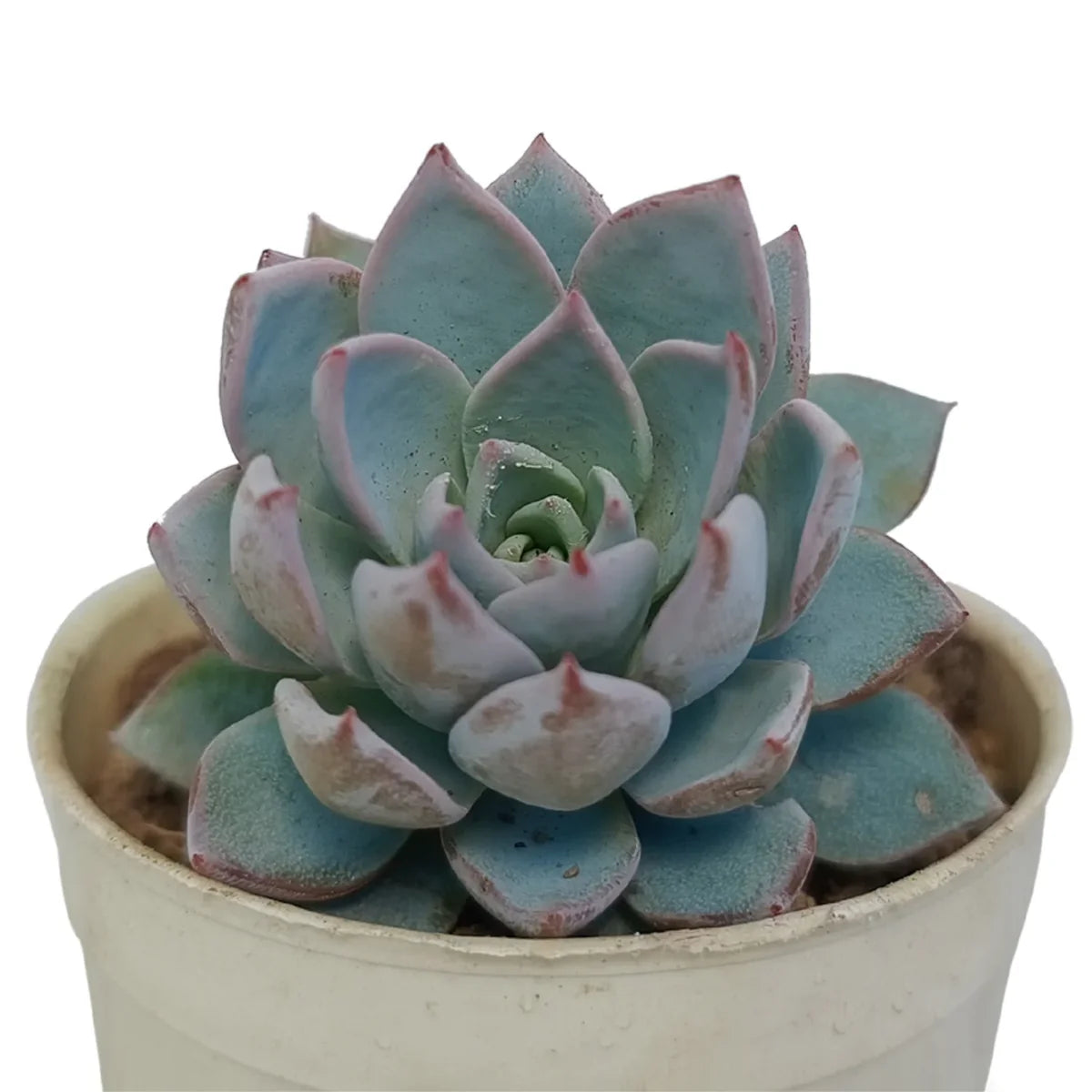 Succulent Lotus
