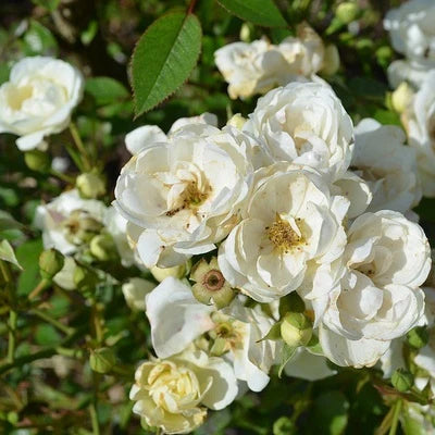 Summer snow button Rose