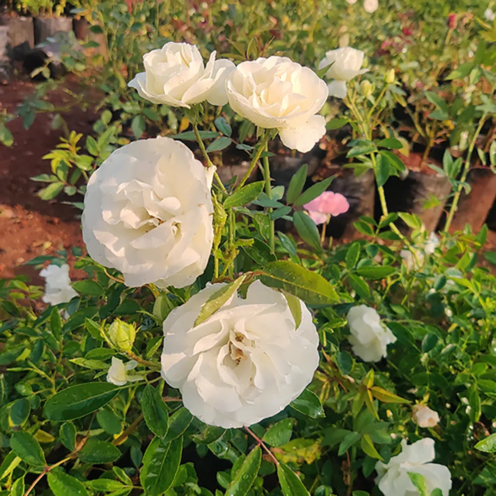 Summer snow button Rose