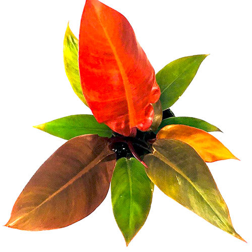 Philodendron Sun Red Indoor /Semi indoor plant