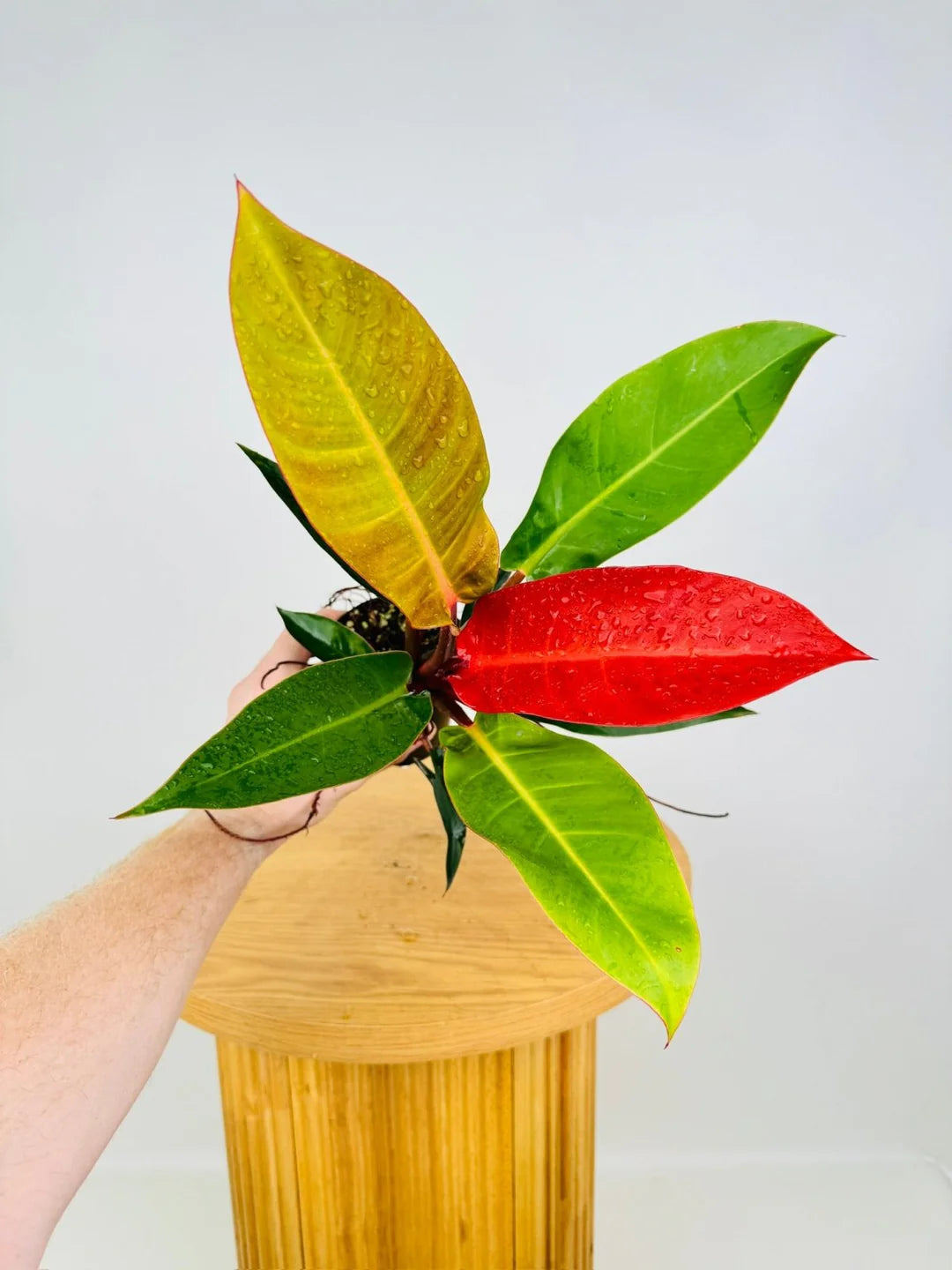 Philodendron Sun Red Indoor /Semi indoor plant