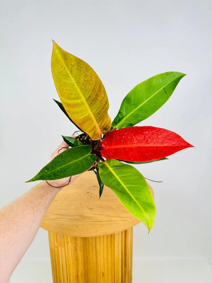 Philodendron Sun Red Indoor /Semi indoor plant