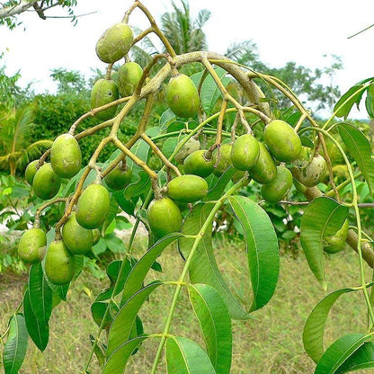 Sweet Ambazham grafted plant