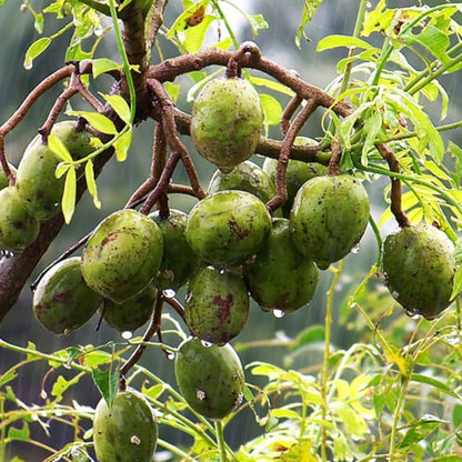 Sweet Ambazham grafted plant