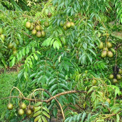 Sweet Ambazham grafted plant