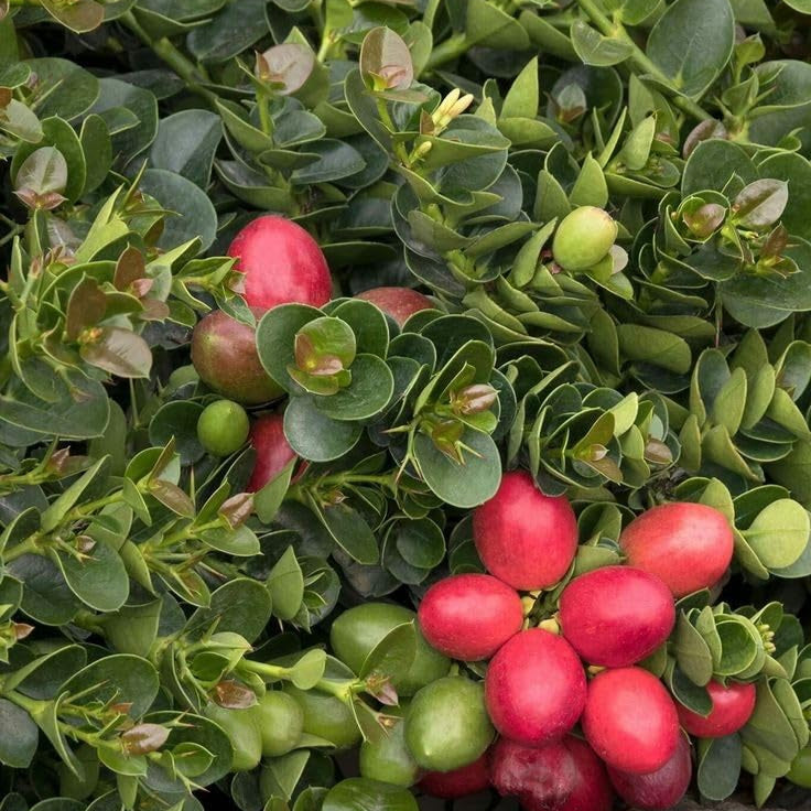 Natal Plum(Sweet Cherry) Fruit Plant