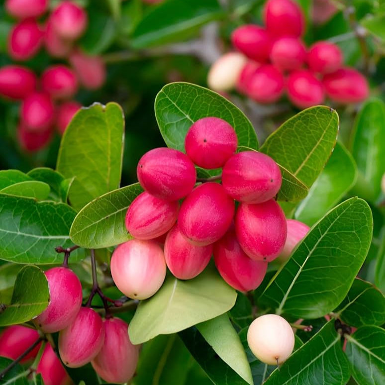 Natal Plum(Sweet Cherry) Fruit Plant