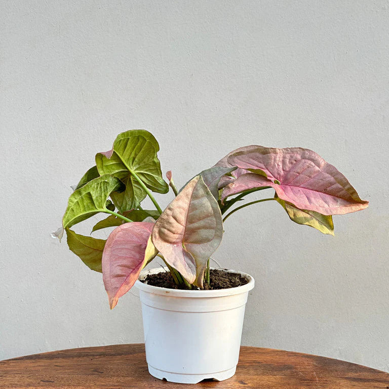 Syngonium pink Indoor-semi indoor- outdoor plant