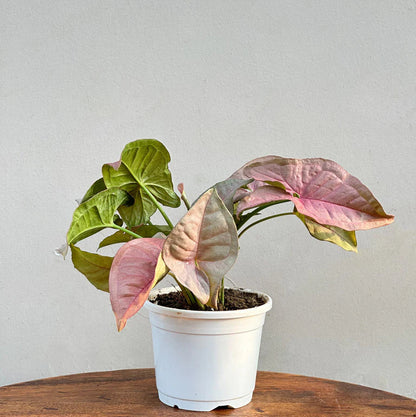 Syngonium pink Indoor-semi indoor- outdoor plant