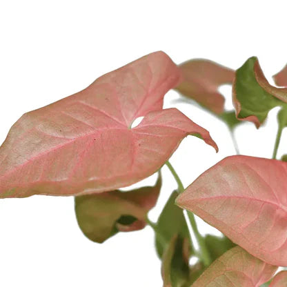 Syngonium pink Indoor-semi indoor- outdoor plant