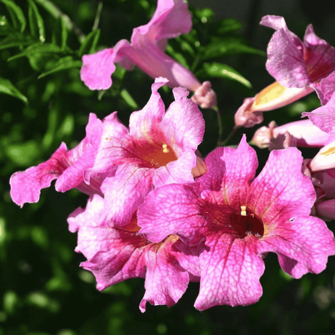 Tecoma pink