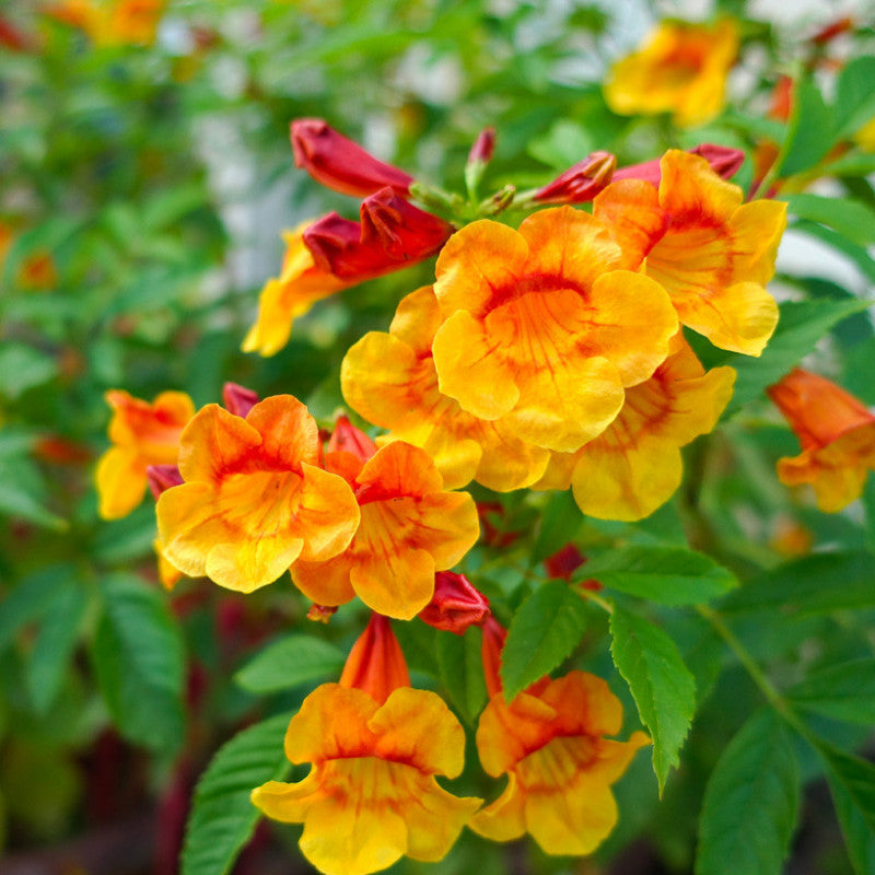 Tecoma Orange