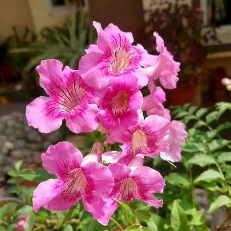 Tecoma pink