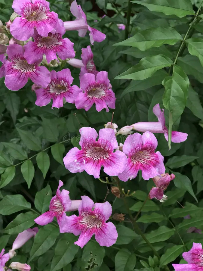 Tecoma pink