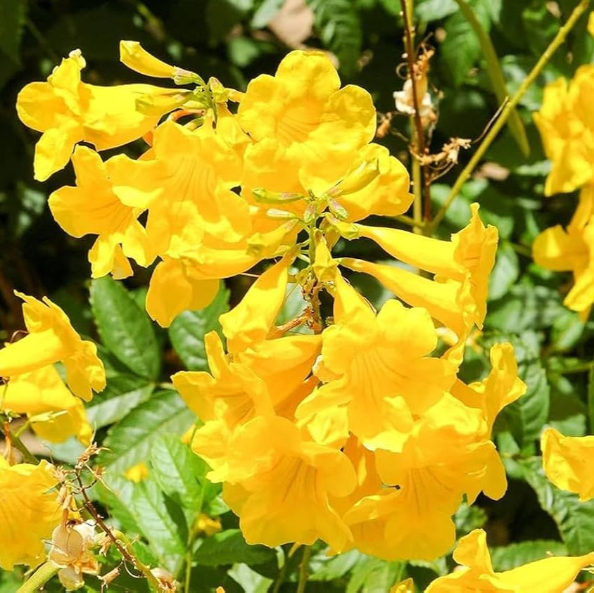 Tecoma Yellow