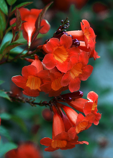 Tecoma Red