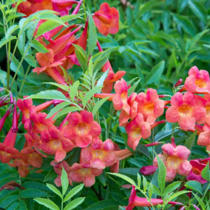 Tecoma Red