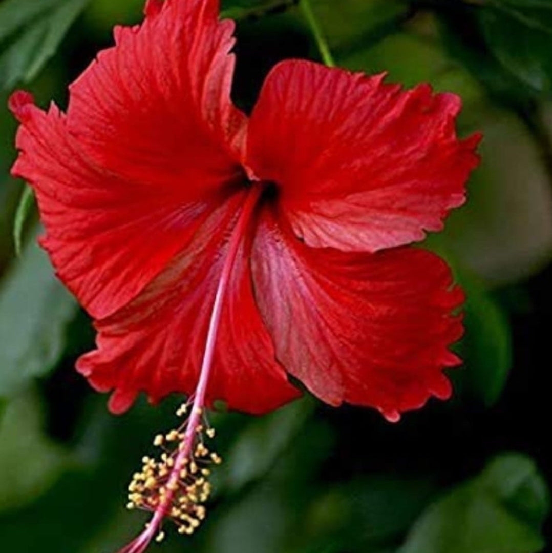 Thaali Chembarathi / Nadan Chembarathi / Red Hibiscus