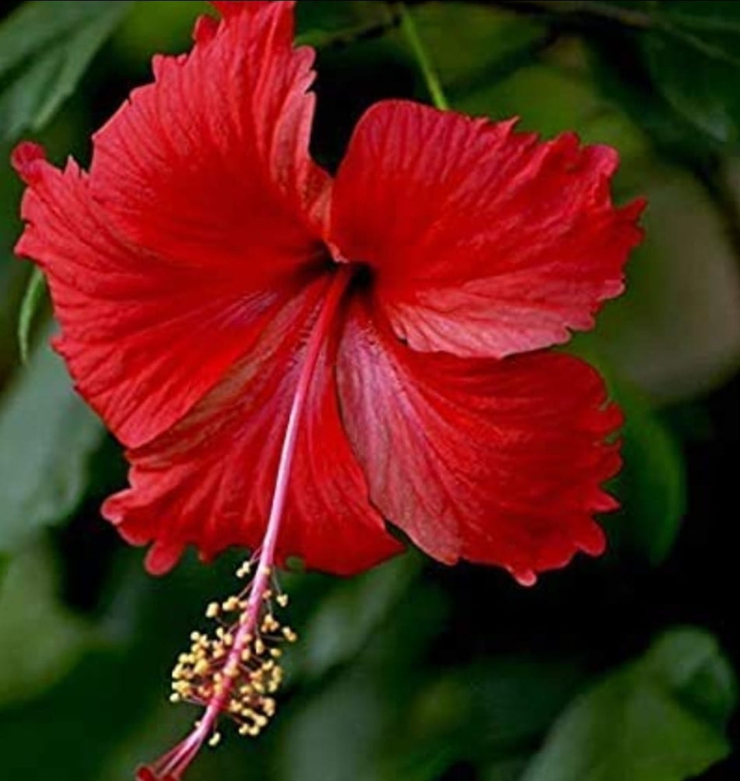Hibiscus Nadan Red- Chembarathi Nadan Red