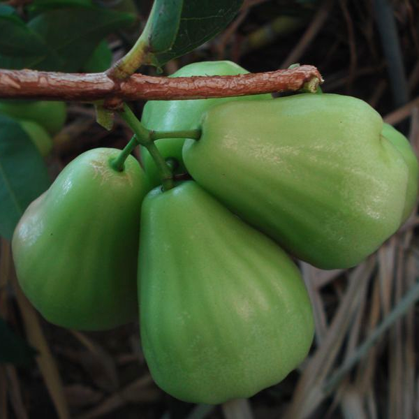 Thai Green Chamba Air layering