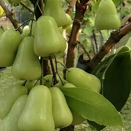 Thai Green Chamba Air layering