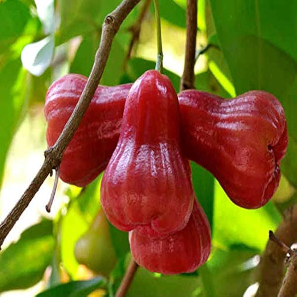 Thai Red Chamba Air Layered- Giant Thailand Chamba- Thai Rose Apple