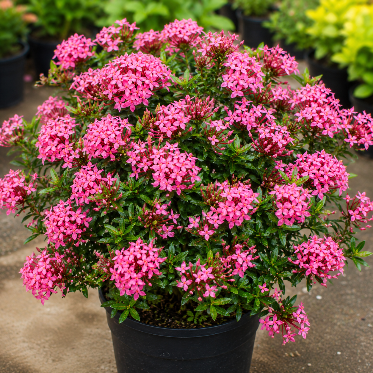 Ixora Hybrid Pink(Thechi /Chethi)- Miniature Ixora