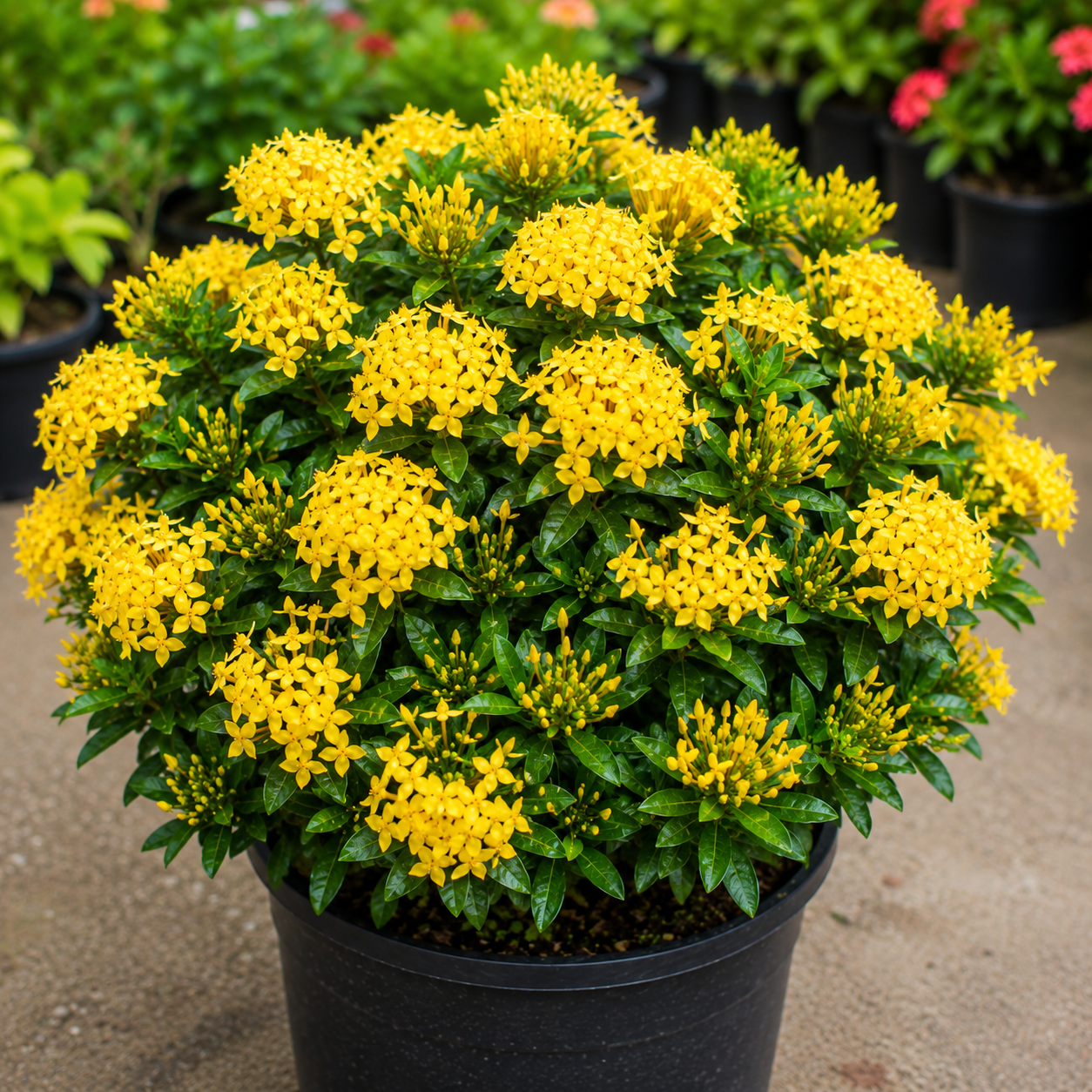 Ixora Hybrid Yellow (Thechi /Chethi)- Miniature Ixora
