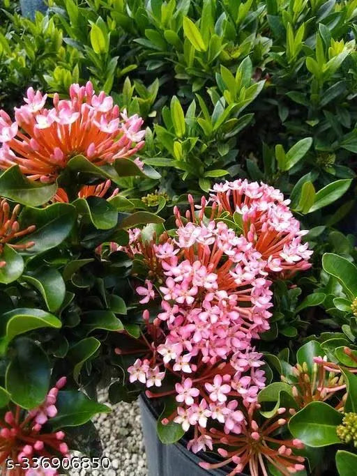 Ixora Hybrid Pink(Thechi /Chethi)- Miniature Ixora