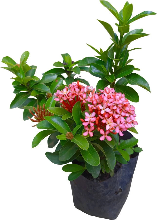 Ixora Hybrid Pink(Thechi /Chethi)- Miniature Ixora