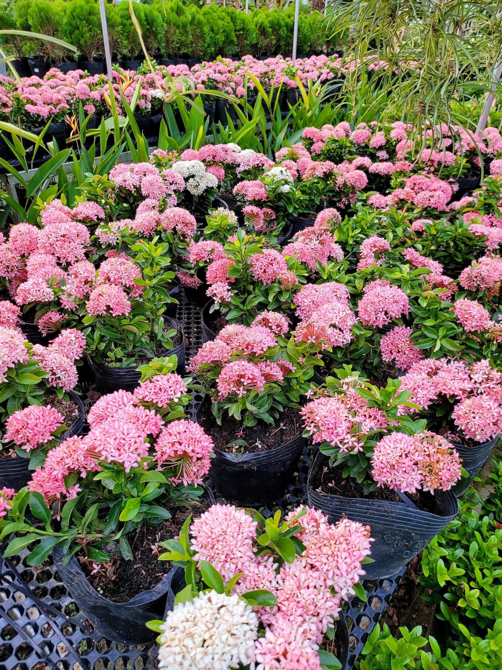 Ixora Hybrid Pink(Thechi /Chethi)- Miniature Ixora