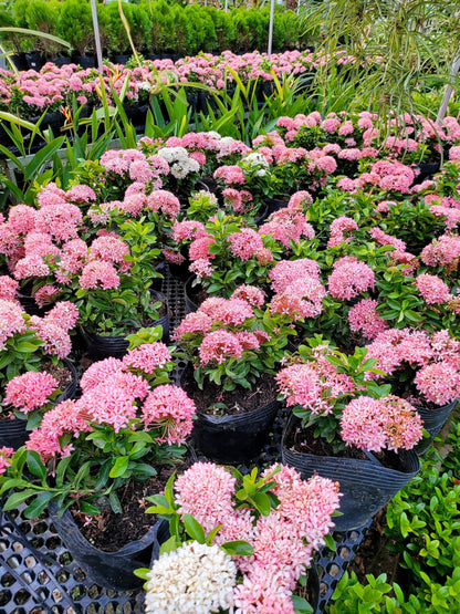 Ixora Hybrid Pink(Thechi /Chethi)- Miniature Ixora