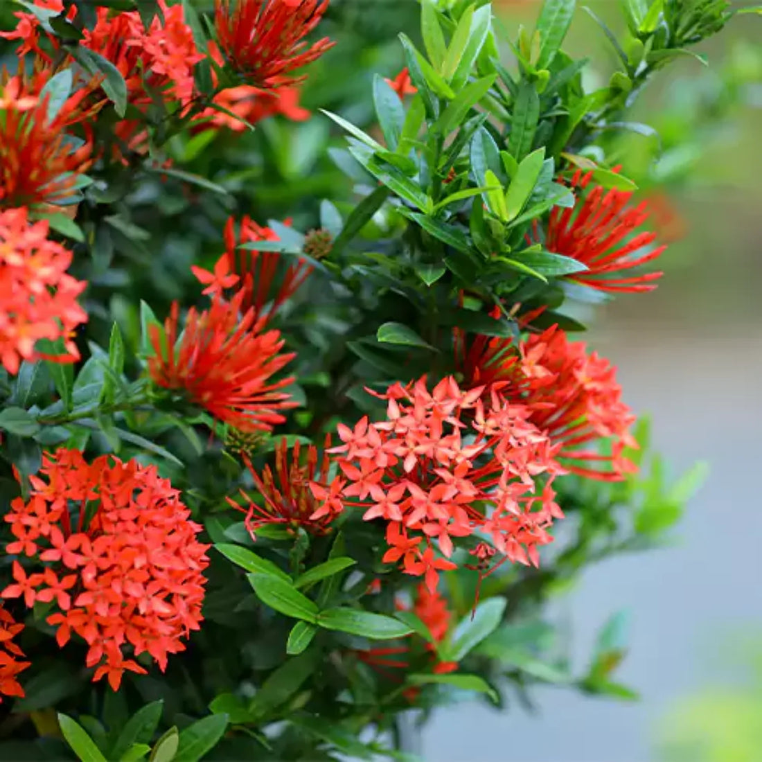Ixora Hybrid Red (Thechi /Chethi)- Miniature Ixora