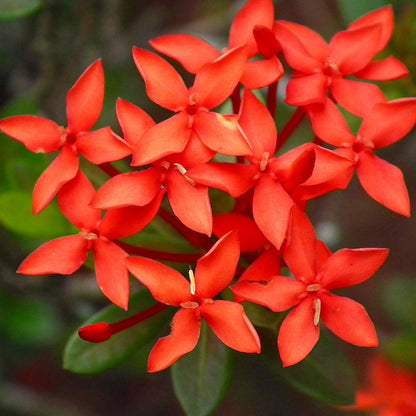 Ixora (Thechi /Chethi)