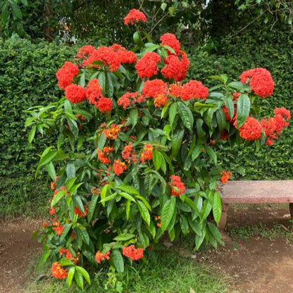 Ixora (Thechi /Chethi)