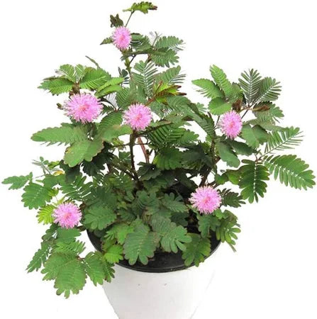 Touch Me Not  Medicinal- Ornamental plant| Thottavadi