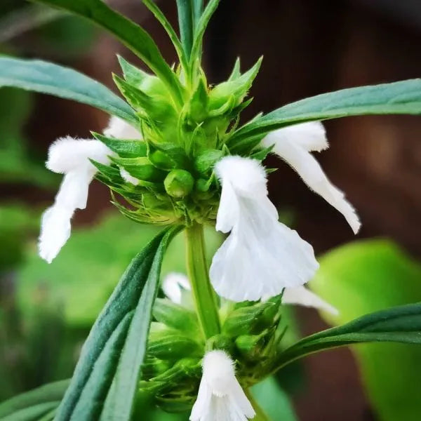 Thumba Plant Medicinal Herb- Ornamental plant
