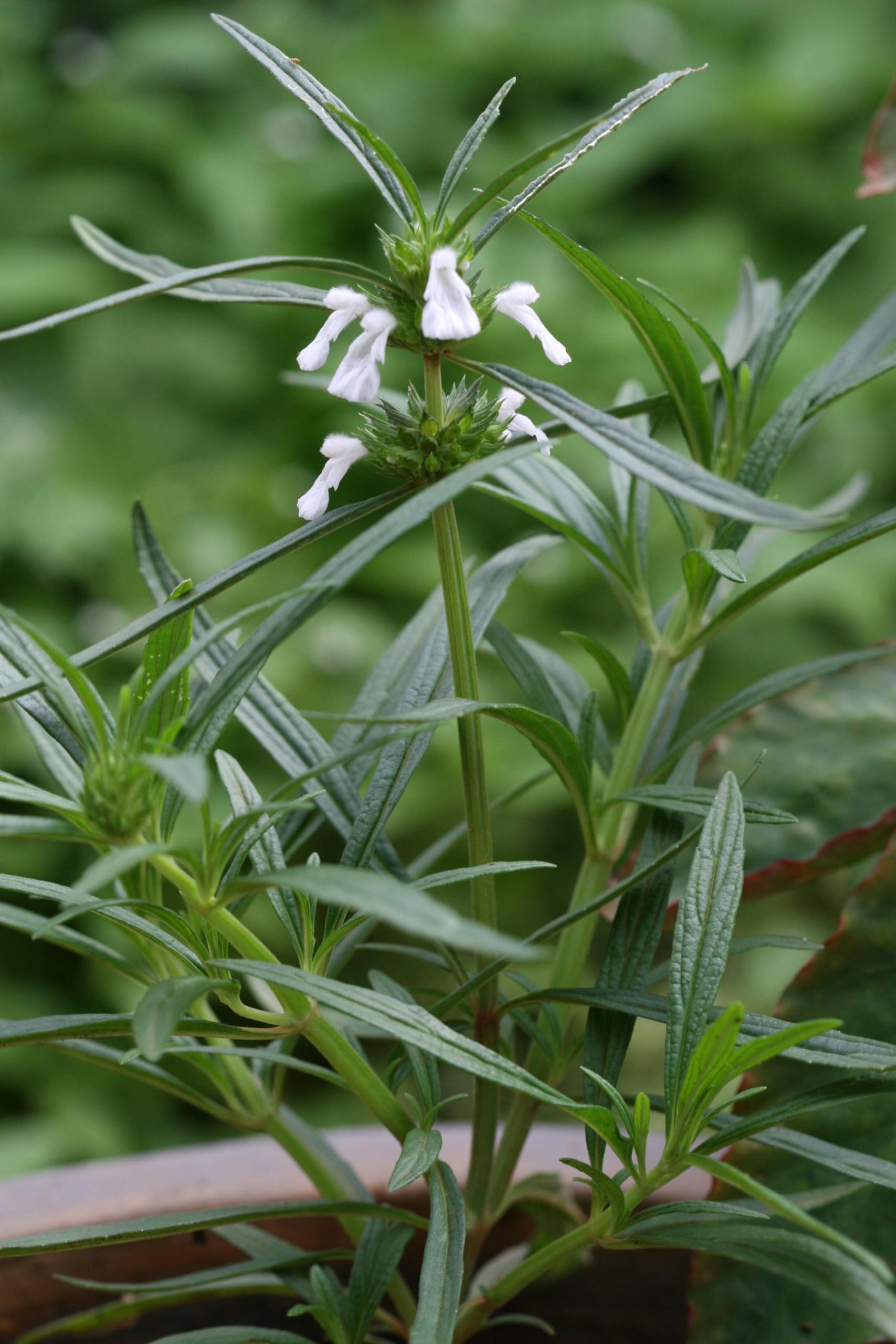 Thumba Plant Medicinal Herb- Ornamental plant