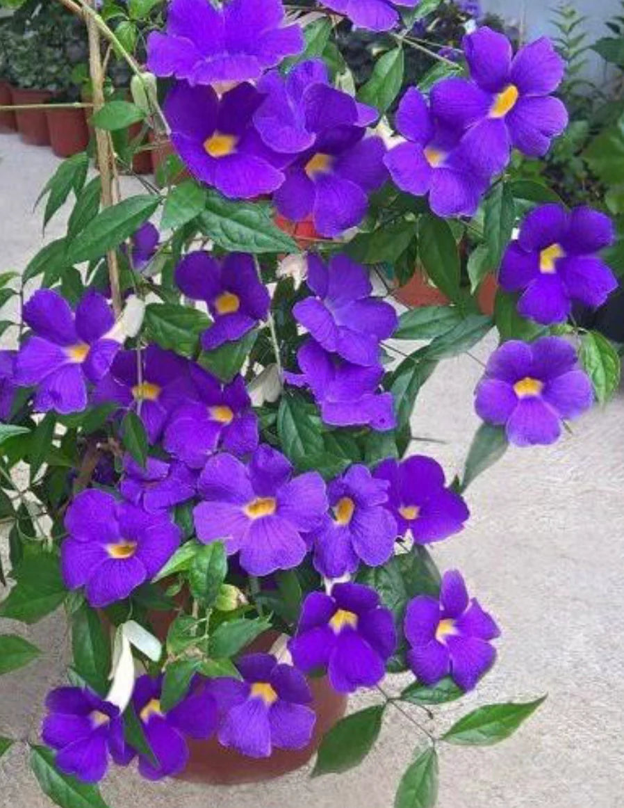Thunbergia Erecta Violet flowering plant